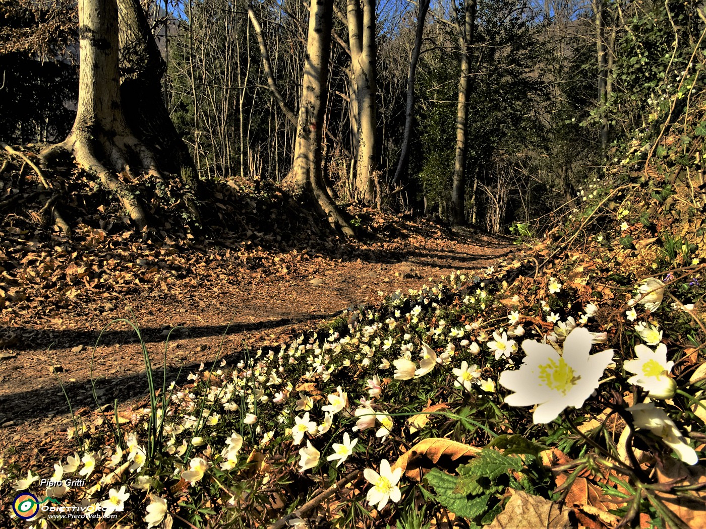 20 Anemone nemorosa (Anemoides nemorosa).JPG